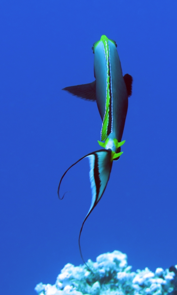 Naso elegans