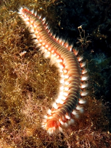 Hermodice carunculata