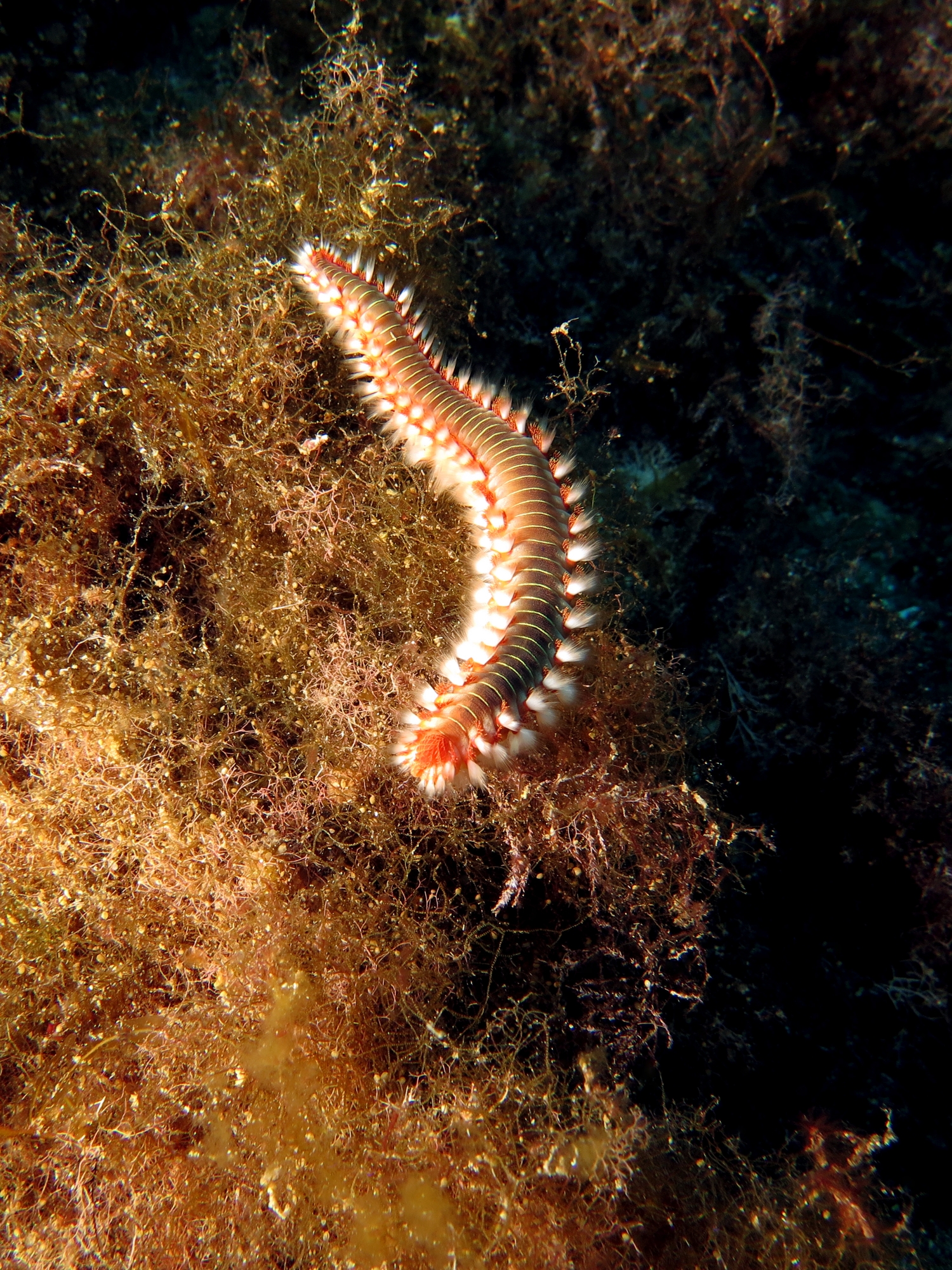 Hermodice carunculata
