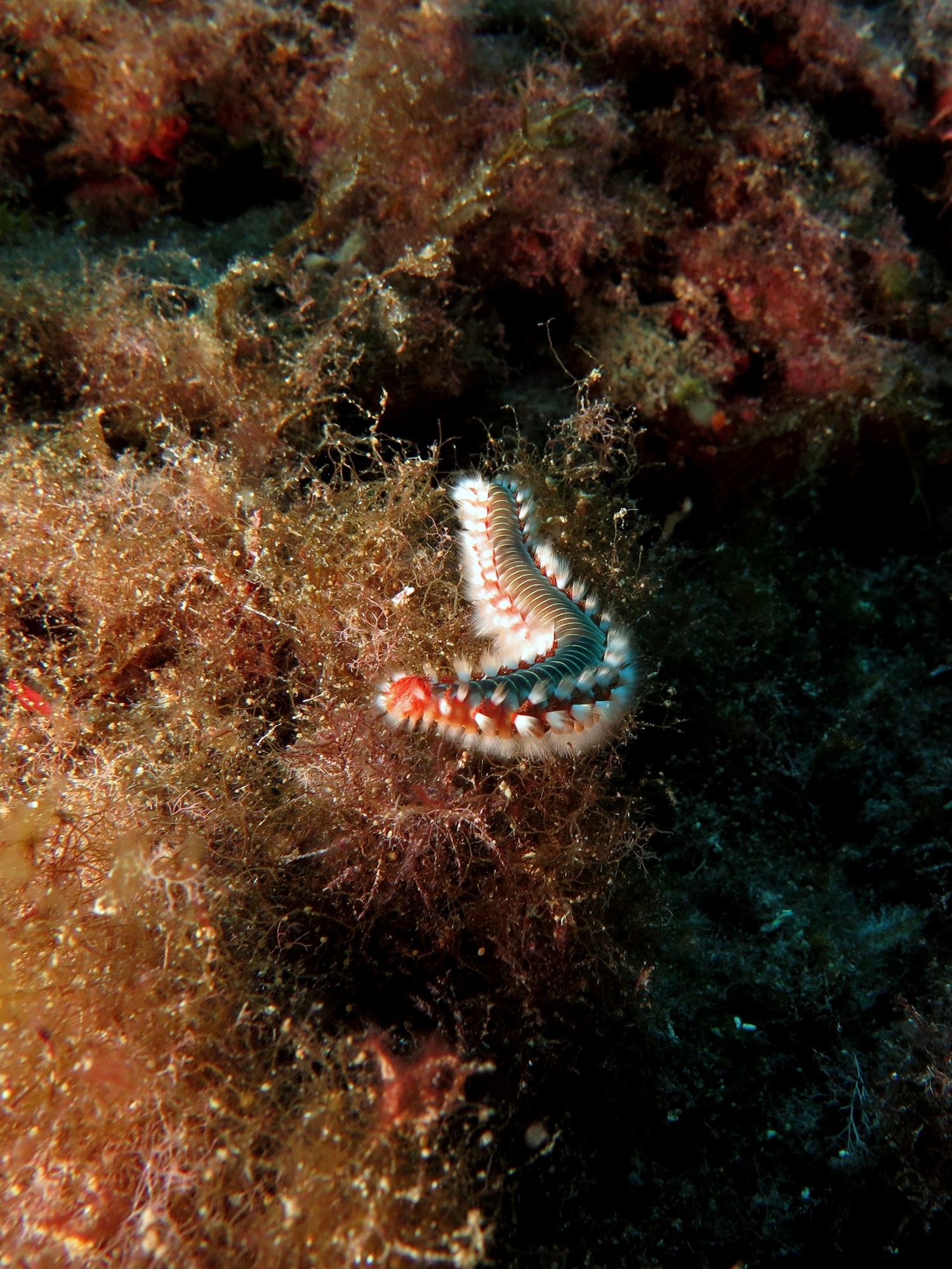 Hermodice carunculata