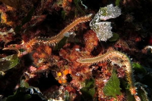 Hermodice carunculata