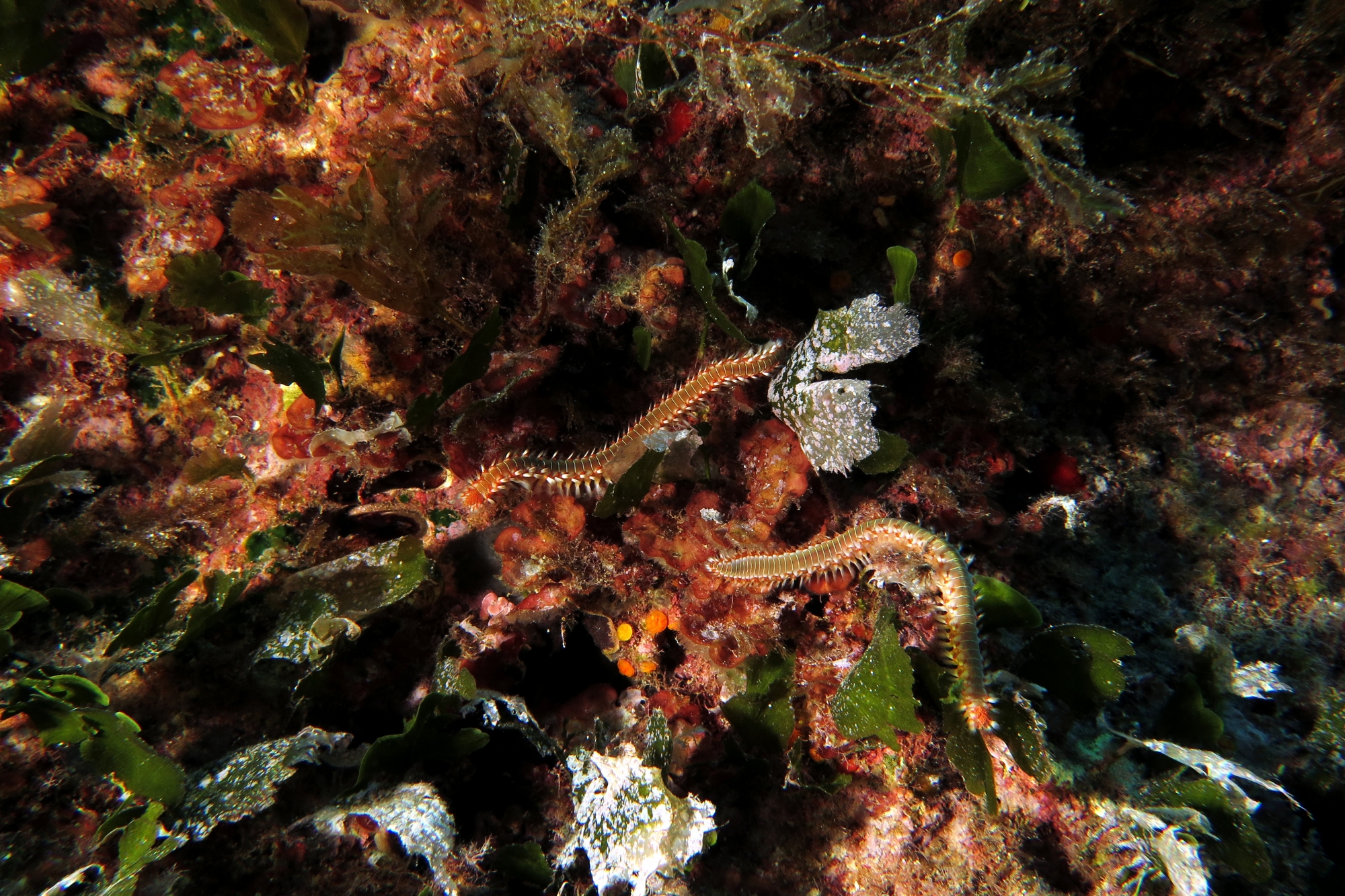 Hermodice carunculata