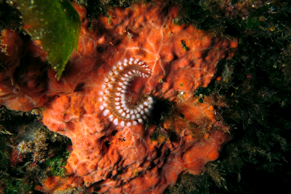 Hermodice carunculata, Spirastrella cunctatrix ou Crambe crambe