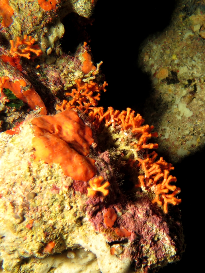 Myriapora truncata