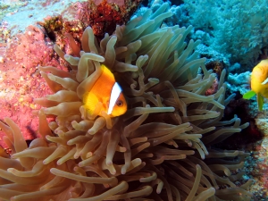 Amphiprion bicinctus