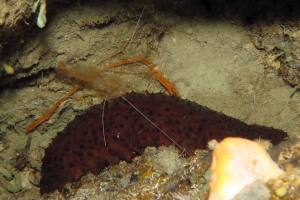 Stenopus spinosus, Holothuria (Panningothuria) forskali