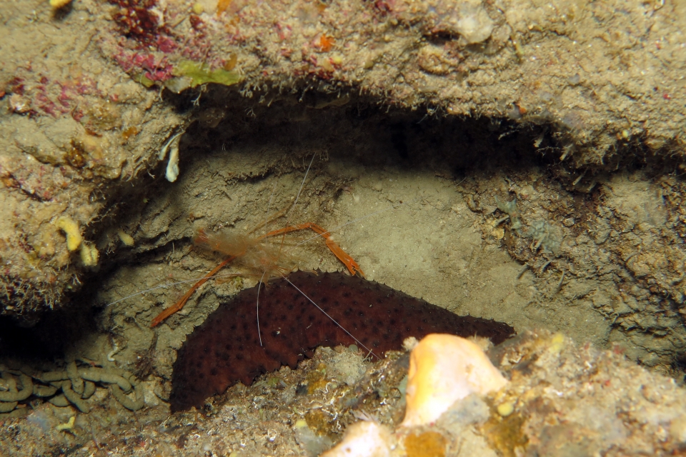 Stenopus spinosus, Holothuria (Panningothuria) forskali