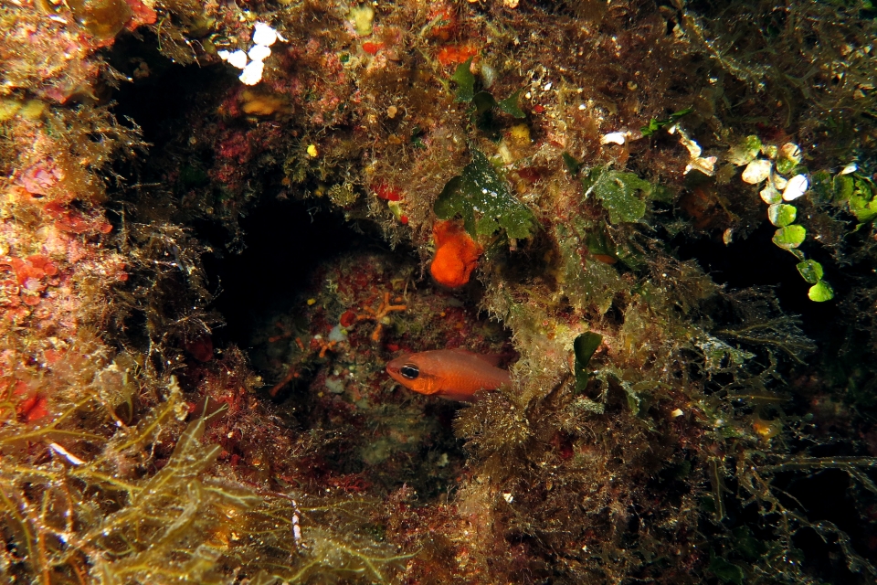 Apogon imberbis