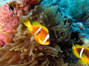 Amphiprion bicinctus