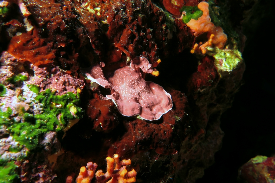Lithophyllum incrustans
