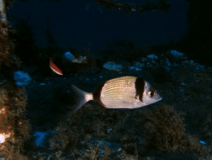 Diplodus vulgaris