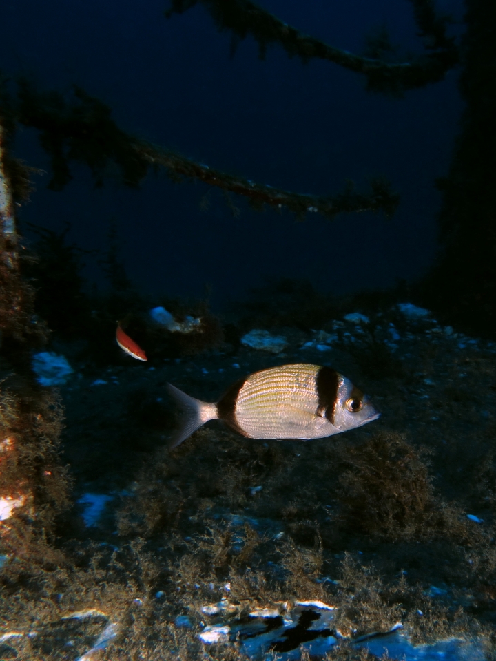 Diplodus vulgaris