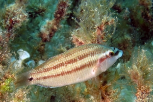 Symphodus tinca