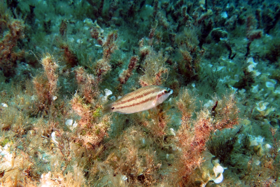 Symphodus tinca