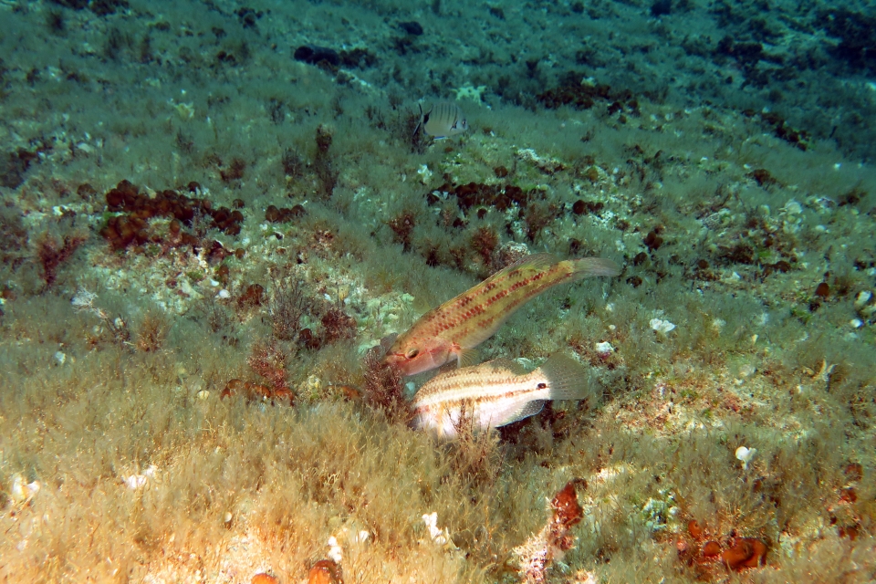 Symphodus tinca