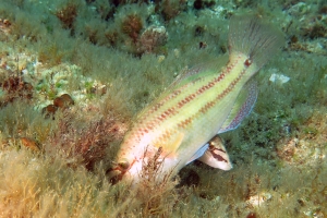 Symphodus tinca