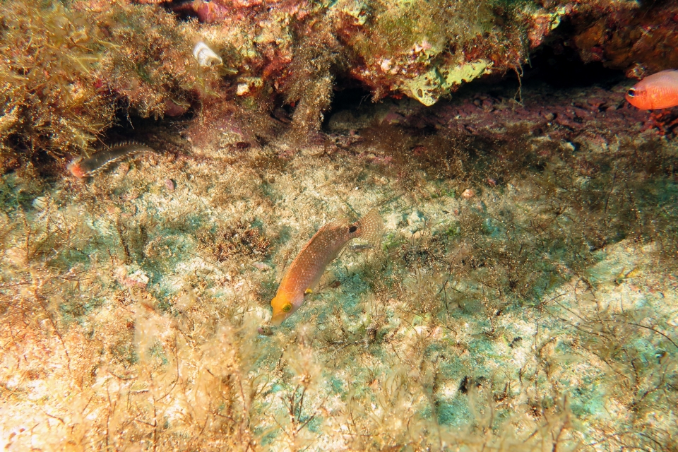 Symphodus mediterraneus
