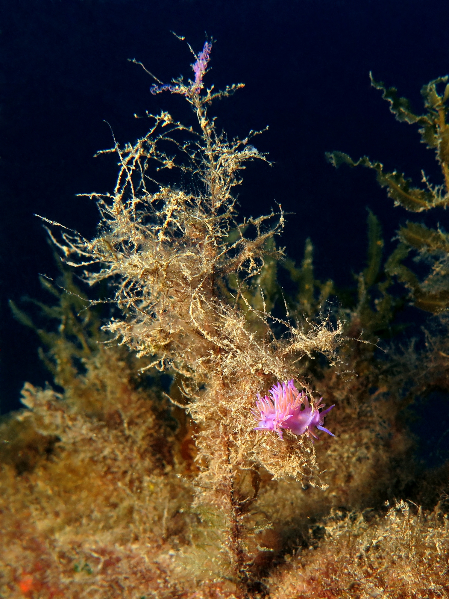 Flabellina affinis