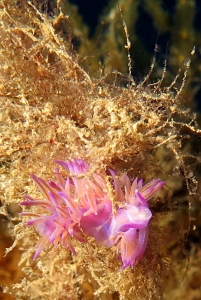 Flabellina affinis