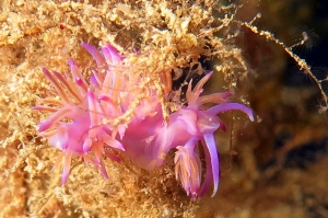 Flabellina affinis