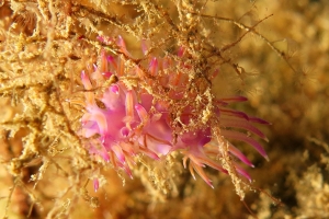 Flabellina affinis