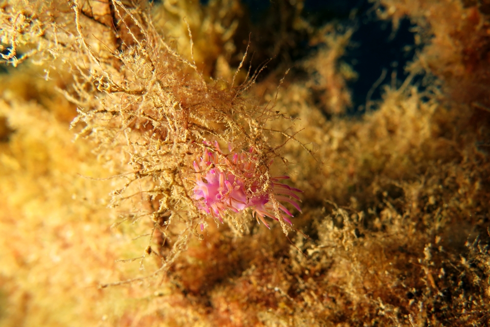 Flabellina affinis