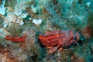 Scorpaena scrofa