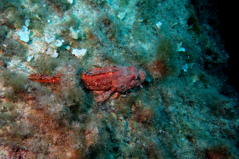 Scorpaena scrofa