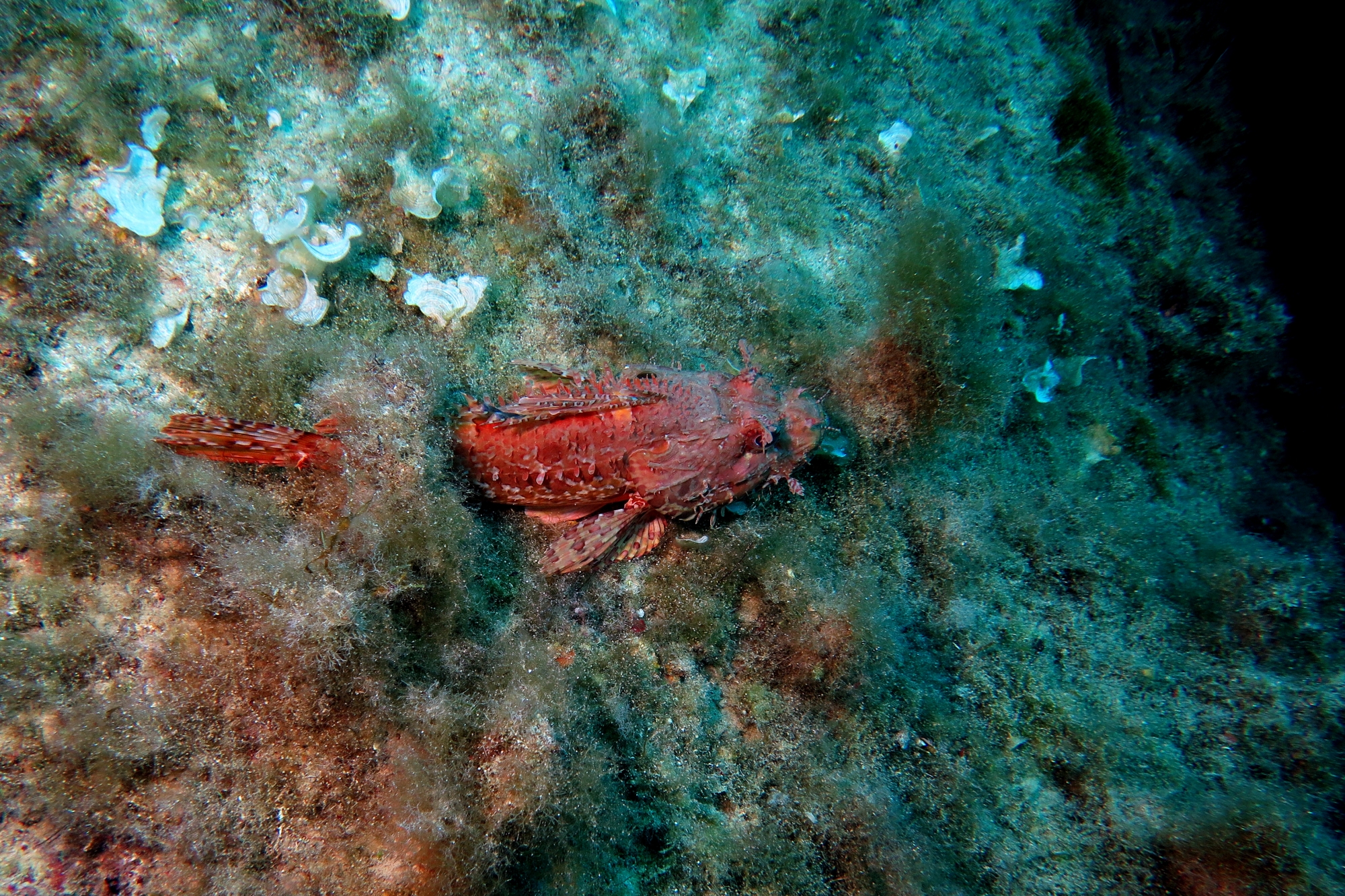 Scorpaena scrofa