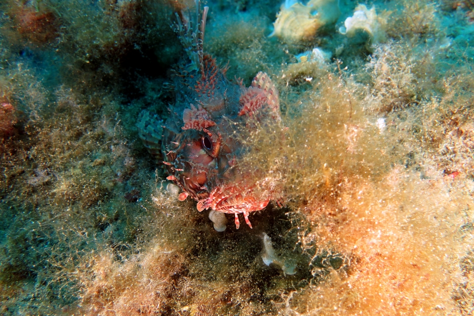 Scorpaena scrofa