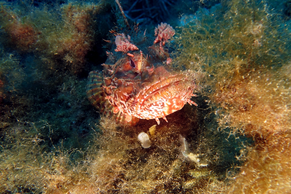 Scorpaena scrofa