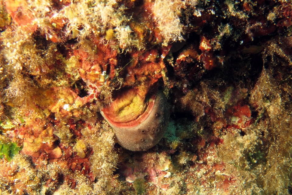 Peyssonnelia squamaria, Pachymatisma johnstonia