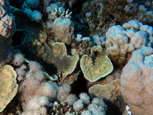 Jardin de corail de Middle reef