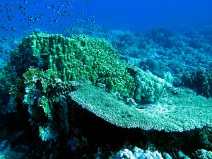 Jardin de corail de Middle reef