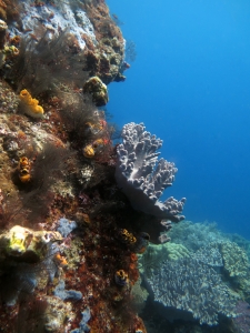 Corail sinulaire