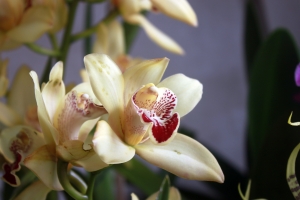 Marché de Bedugul aux orchidées