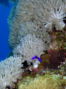 Pseudochromis fridmani, Xenia