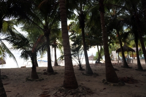 Jardin tropical du "Coco Grove Beach Resort"