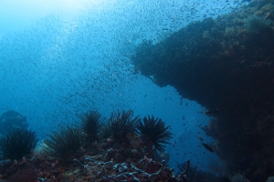 Nuages de bancs de poissons au-dessus du récif