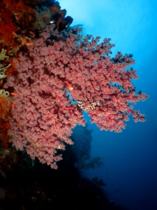 Corail alcyonaire