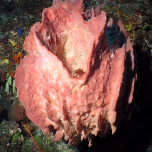 Cirrhitichthys oxycephalus, Xestospongia testudinaria