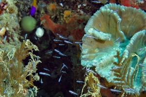 Banc de petits poissons étincelants le long du récif corallien