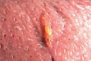 Pleurosicya mossambica, Phyllospongia foliascens