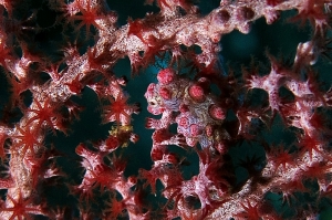 Hippocampus bargibanti, Muricella sp.
