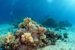 Plongeurs évoluant dans un paysage sous-marins où des blocs de coraux émergent du sable