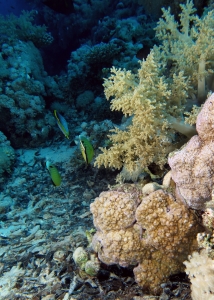 Jardin de corail du récif Yolanda
