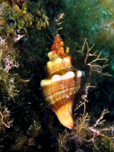 Coquille de mollusque