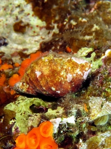Coquille de mollusque, Astroides calycularis
