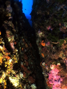 Faille concretionnée par les coraux et les éponges